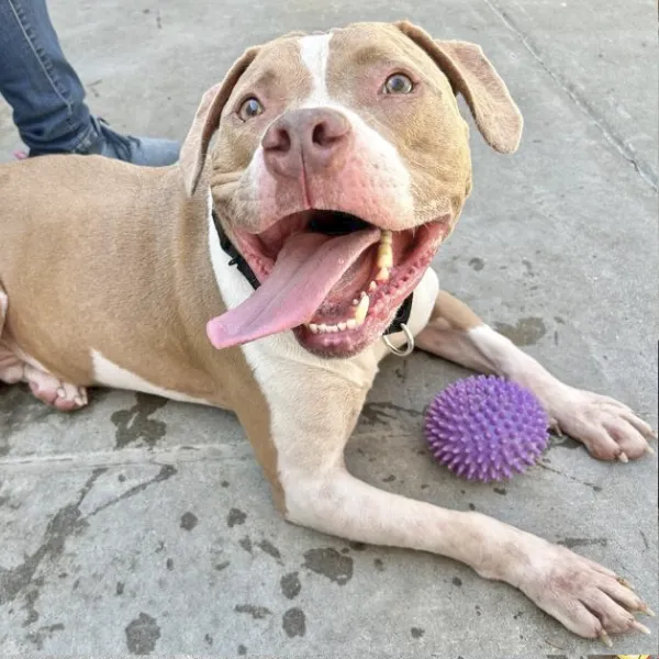 Ace, described as a neutered male, brown and white Pit Bull Terrier.