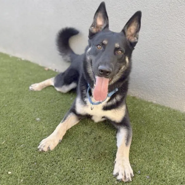 Altair, described as a male, black and brown German Shepherd Dog mix.