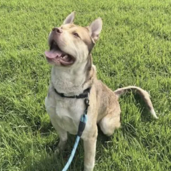 Asteroid, described as a male, brown and tan Pit Bull Terrier and Siberian Husky.