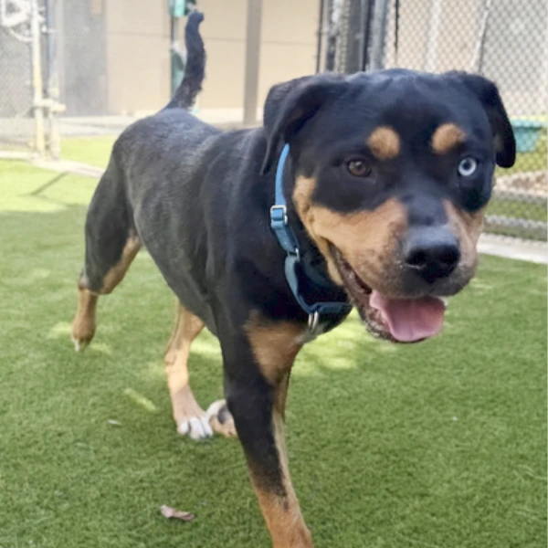 Blue is described as a male, black and tan Rottweiler and Siberian Husky.