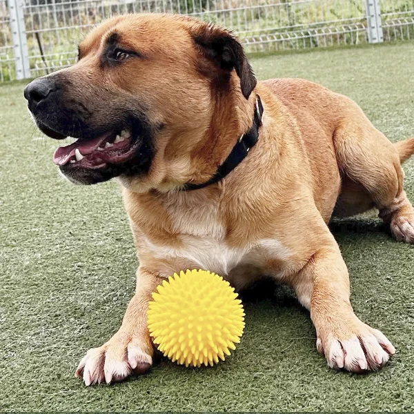 Bode, described as a neutered male, brown and white Pit Bull Terrier.