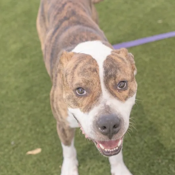 Bubbah, a neutered male, brown brindle and white Pit Bull Terrier mix.