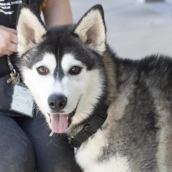 Chicken Nuggy, a neutered male, black and white Siberian Husky