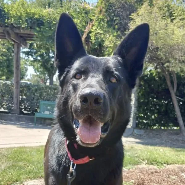 Dreamsicle, a female, black German Shepherd Dog mix.