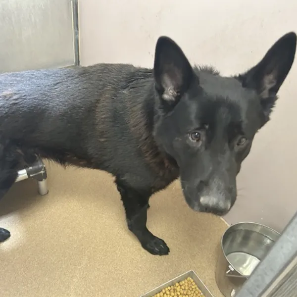 Eclipse, described as a male, black German Shepherd Dog.