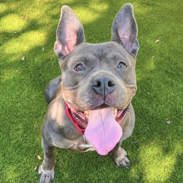 Etta, described as a spayed female, gray and white Pit Bull Terrier.