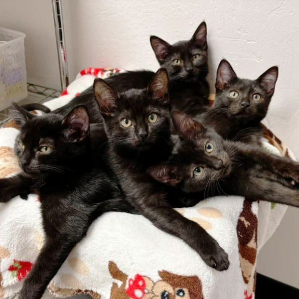Adoption Hours