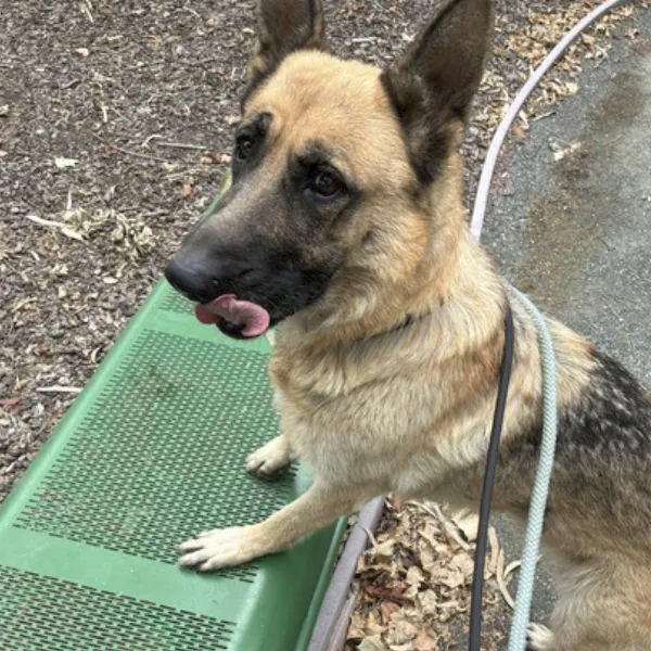 Fable, a female, tan and black German Shepherd Dog mix.
