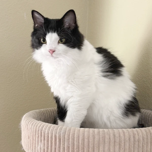 Flash the black and white cat