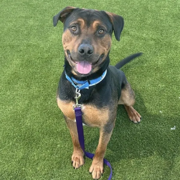 Frank, a neutered male, black and brown Rottweiler mix.