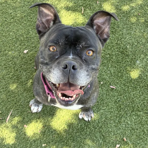 Gordon, a male, black brindle and white Boxer mix.