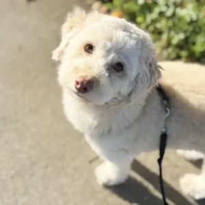 Hazel