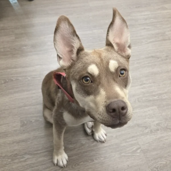 Honey and I am described as a spayed female, brown and tan Australian Kelpie and Siberian Husky.
