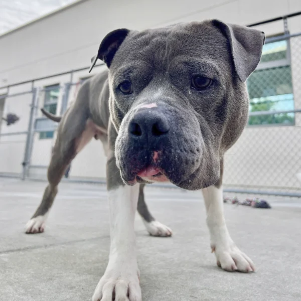 Javi, described as a neutered male, brown and white Pit Bull Terrier.