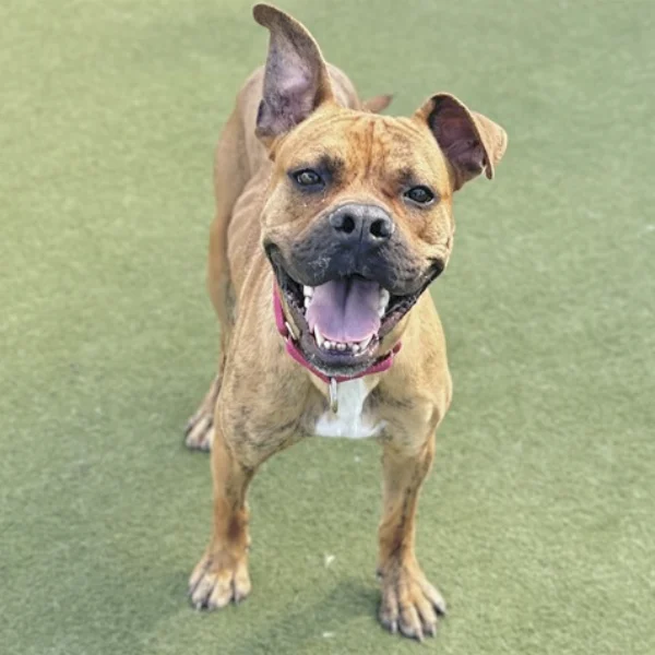 Kelso , described as a neutered male, brown brindle and white Boxer mix.