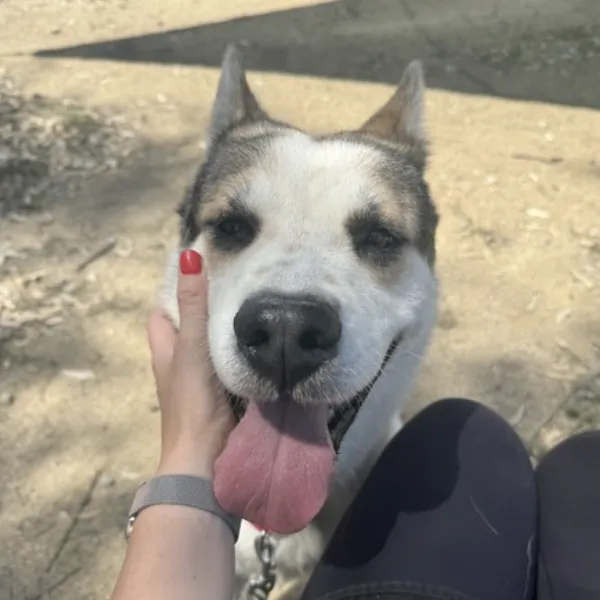 Kipper, a male, cream and black Siberian Husky.