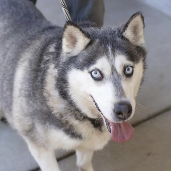 Marley and I am described as a spayed female, gray and white Siberian Husky.