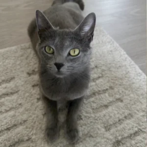 Miso