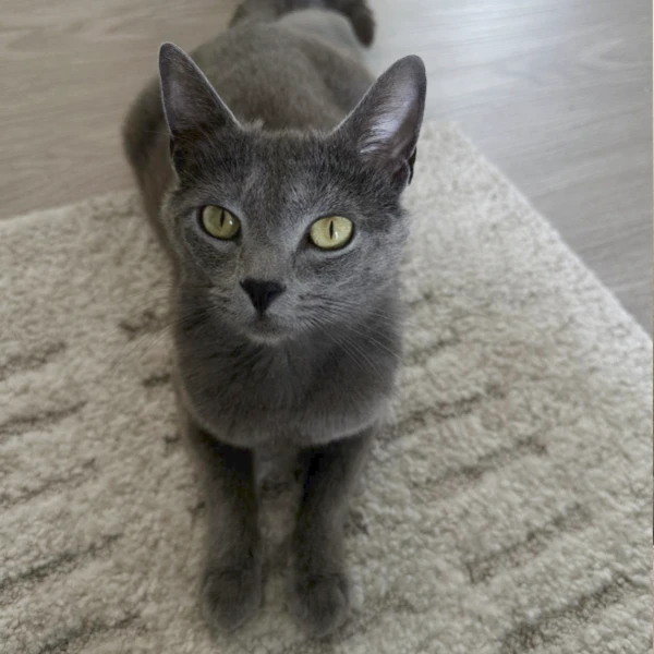 Miso is calm, gray domestic short hair with green eyes