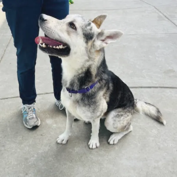 Niall, a neutered male, black and gray Siberian Husky mix.