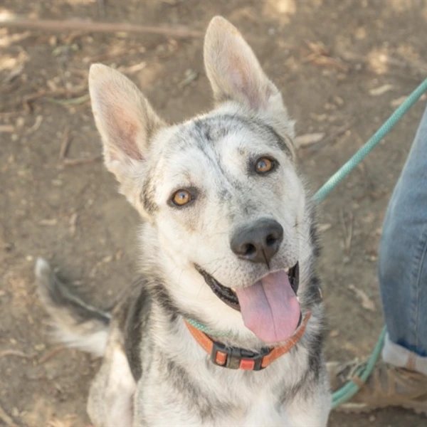 Niall, described as a neutered male, black and gray Siberian Husky mix.