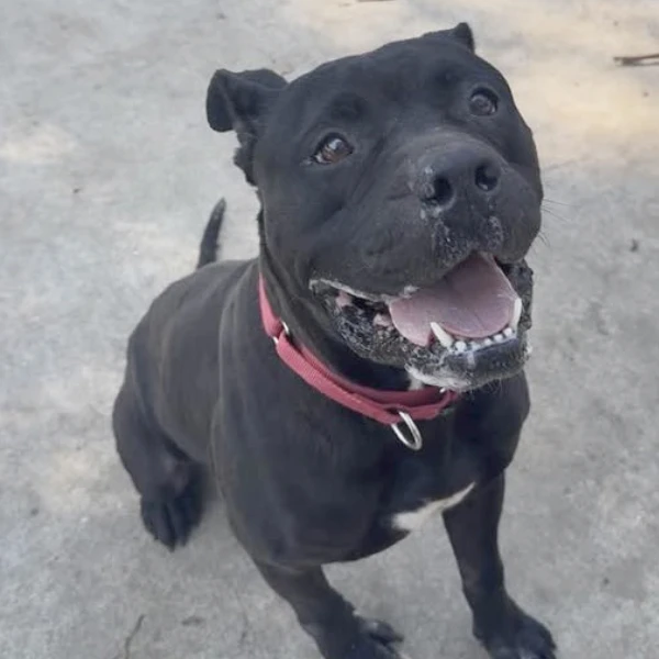 Orca, a neutered male, black and white Pit Bull Terrier.
