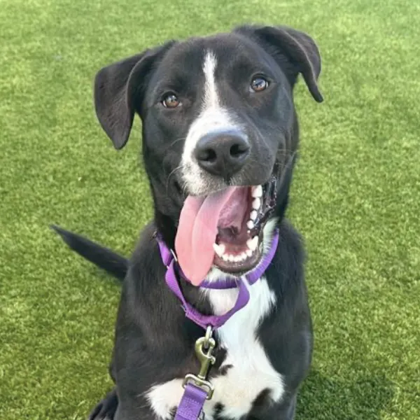 Oreo, described as a neutered male, black and white Border Collie and Labrador Retriever.