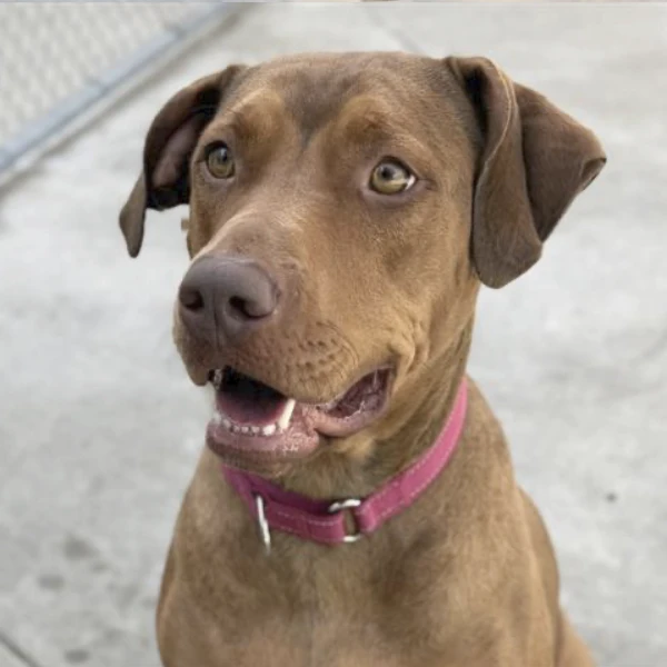 Penny is described as a spayed female, tan Doberman Pinscher and Pit Bull Terrier.
