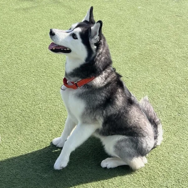 Picabo, a spayed female, black and white Siberian Husky.