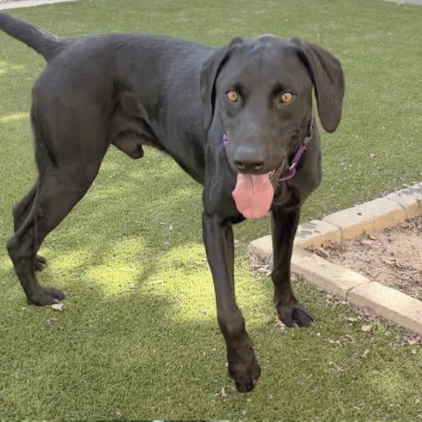 Pilot, described as a male, black Labrador Retriever and German Shorthaired Pointer.
