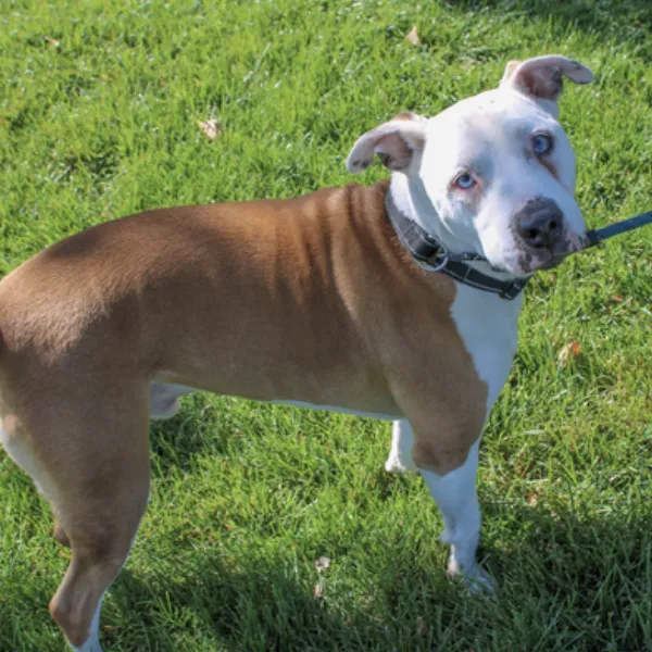 Raider, a neutered male, brown and white Pit Bull Terrier mix.