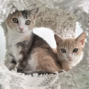 Ramona and Roxi