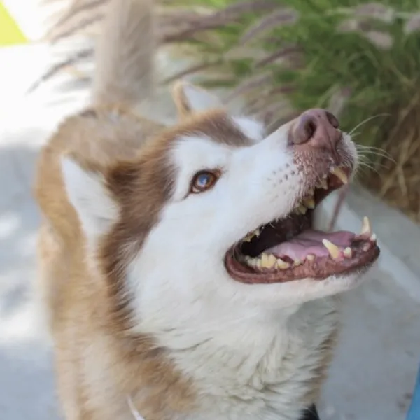 Reese and I am described as a neutered male, brown and white Siberian Husky.