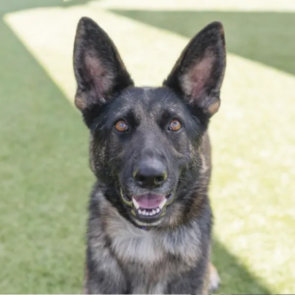 Rocky Road, a spayed female, black and tan German Shepherd Dog.