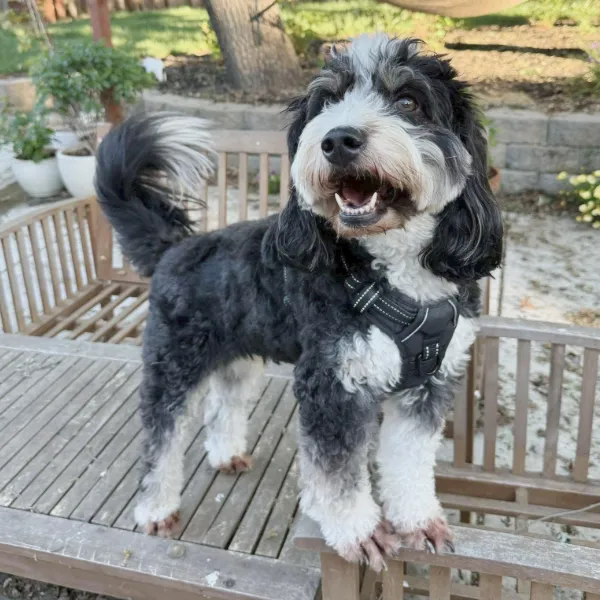 Rory is a loyal, curious, and loving mini bernedoodle