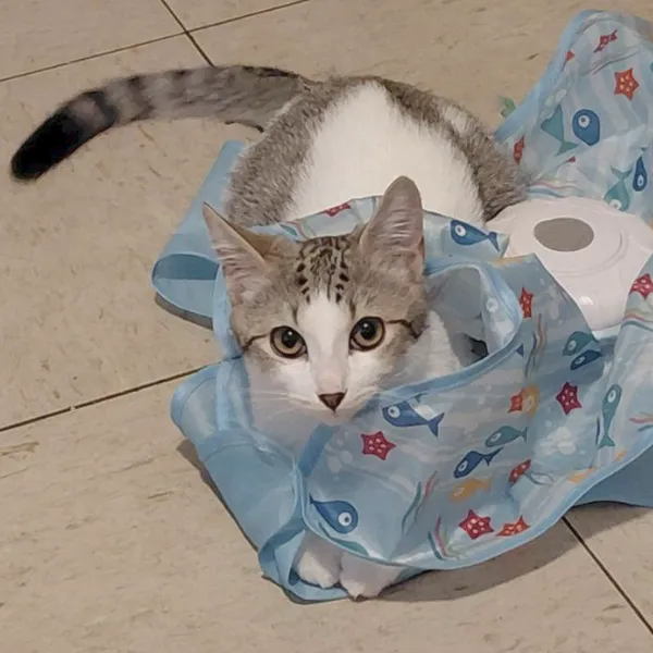 Rylee is a gray and white short hair kitten