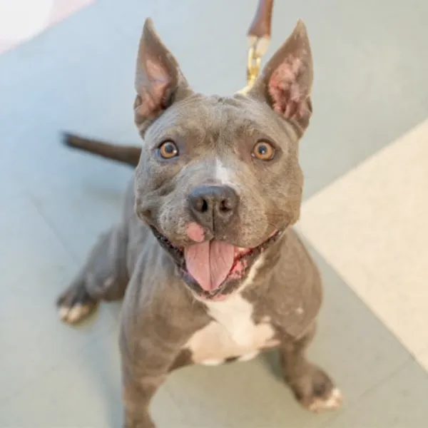 Sapphire, a female, gray and white Staffordshire Bull Terrier.