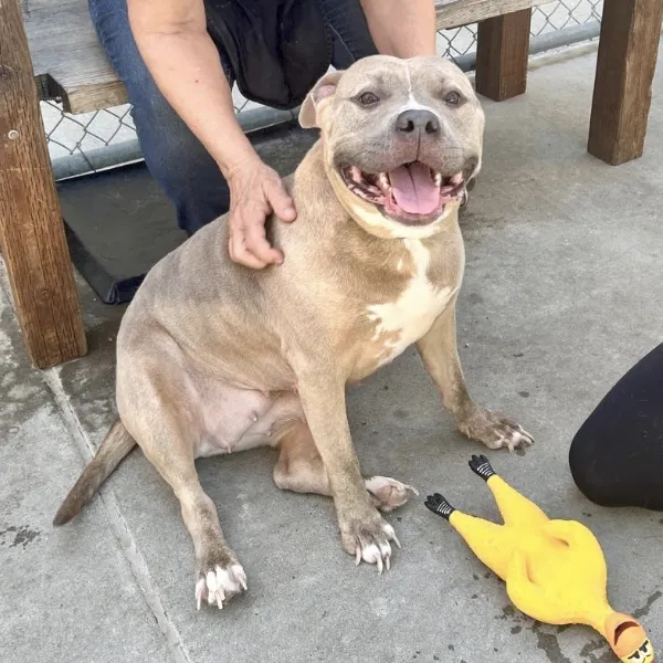 Shyann, described as a female, brown brindle Pit Bull Terrier.