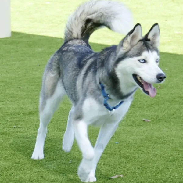 Sky, a spayed female, black and white Siberian Husky mix.