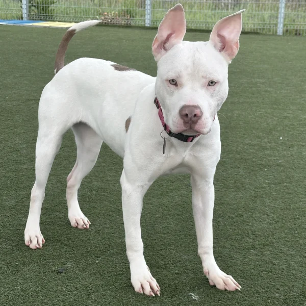 Smiley, described as a spayed female, white and tan Pit Bull Terrier.