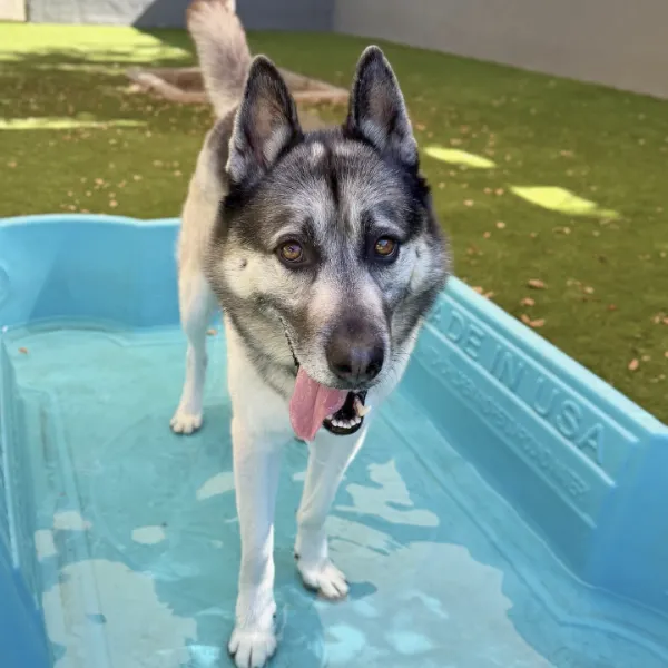 Stan, a neutered male, black and tan German Shepherd Dog.