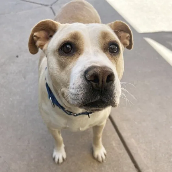 Sunny and I am described as a spayed female, tan and white Pit Bull Terrier mix.