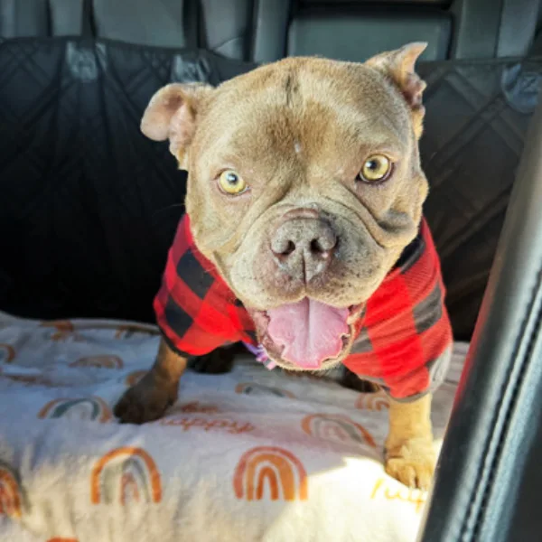 Susannah, described as a spayed female, brown Pit Bull Terrier mix.