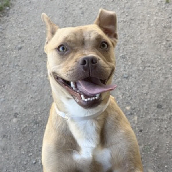 Twinkie, a spayed female, tan and white Pit Bull Terrier mix.
