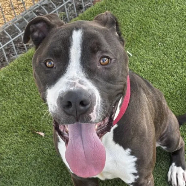 Tyr, described as a neutered male, brown and white Pit Bull Terrier mix.