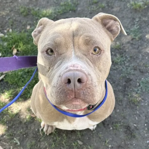 Vanilla, a spayed female, brown and white Pit Bull Terrier.