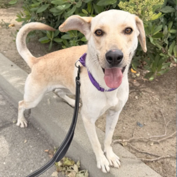 Waffles and I am described as a spayed female, brown and tan Labrador Retriever mix.