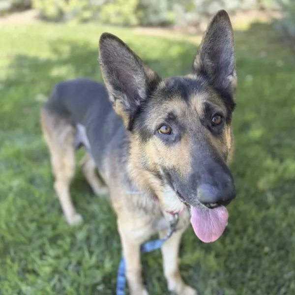 Yosemite Sam, a male, black and brown German Shepherd Dog.