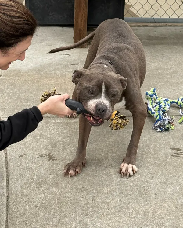 Baloo, a neutered male, blue and white Pit Bull Terrier mix.