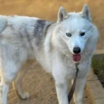 Beefcake, a neutered male, white and black Siberian Husky